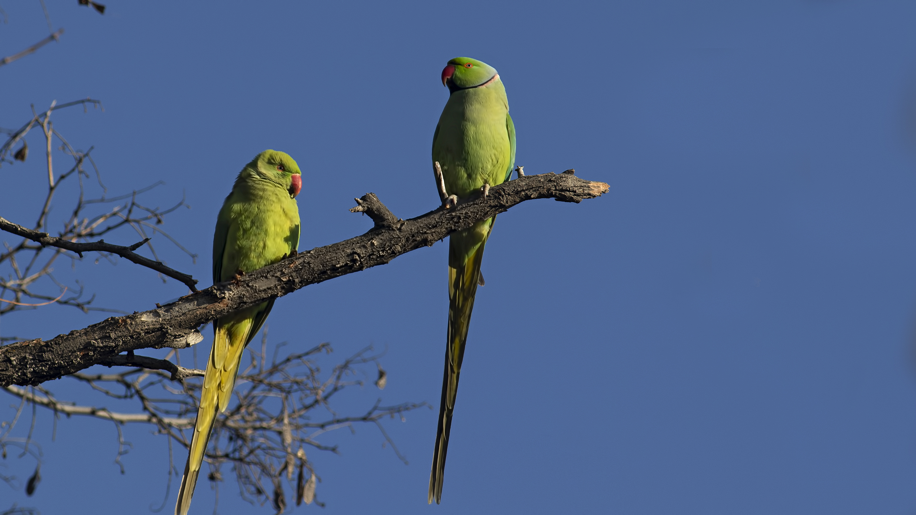 Rose-ringed Parakeet